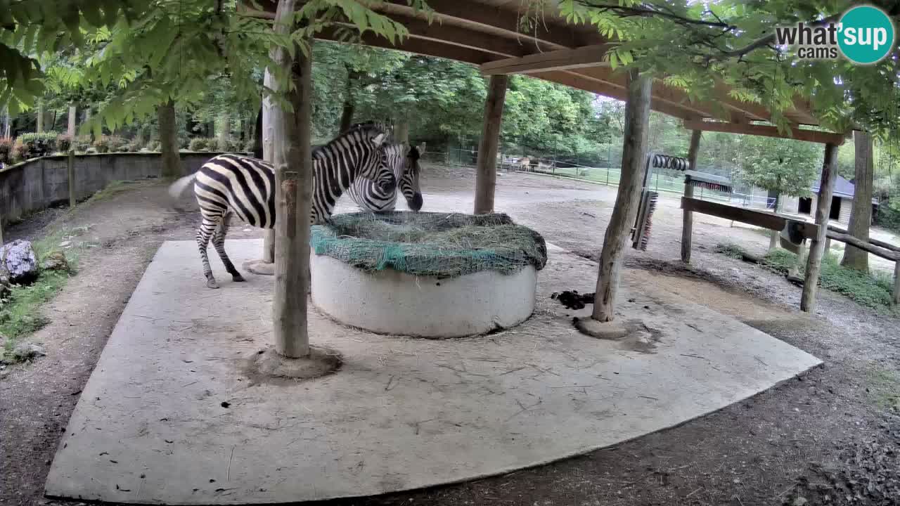Live Webcam Zebras in Ljubljana ZOO – Slowenien