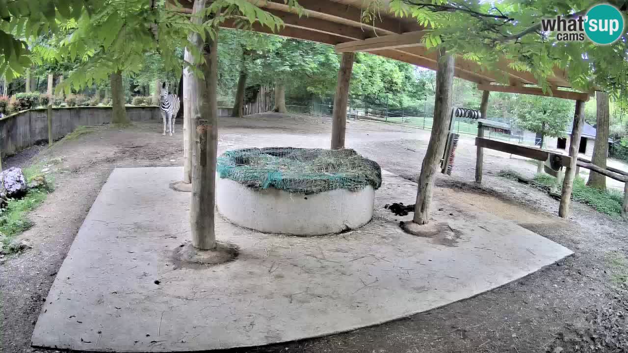 Live webcam Zebras in Ljubljana ZOO – Slovenia