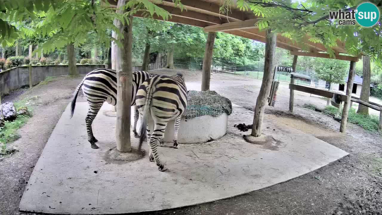 Live webcam Zebras in Ljubljana ZOO – Slovenia