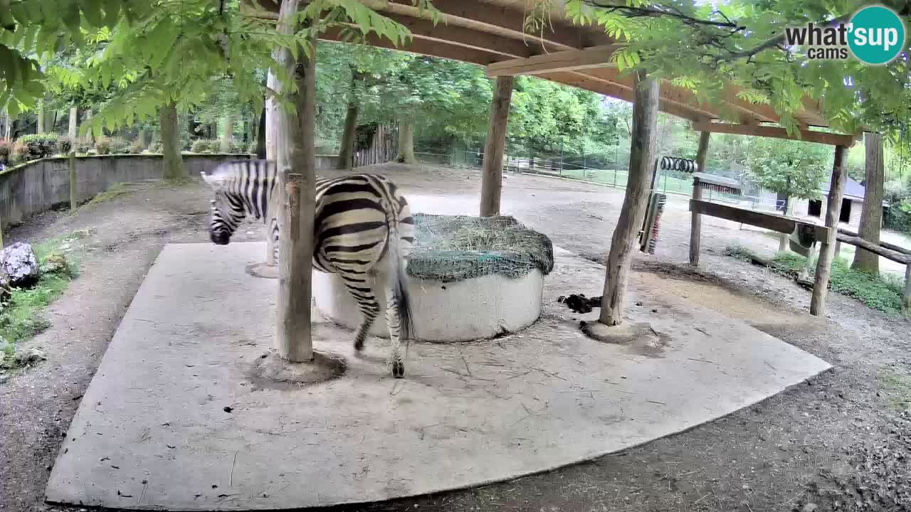 Camera en vivo Cebras in Ljubljana ZOO – Eslovenia