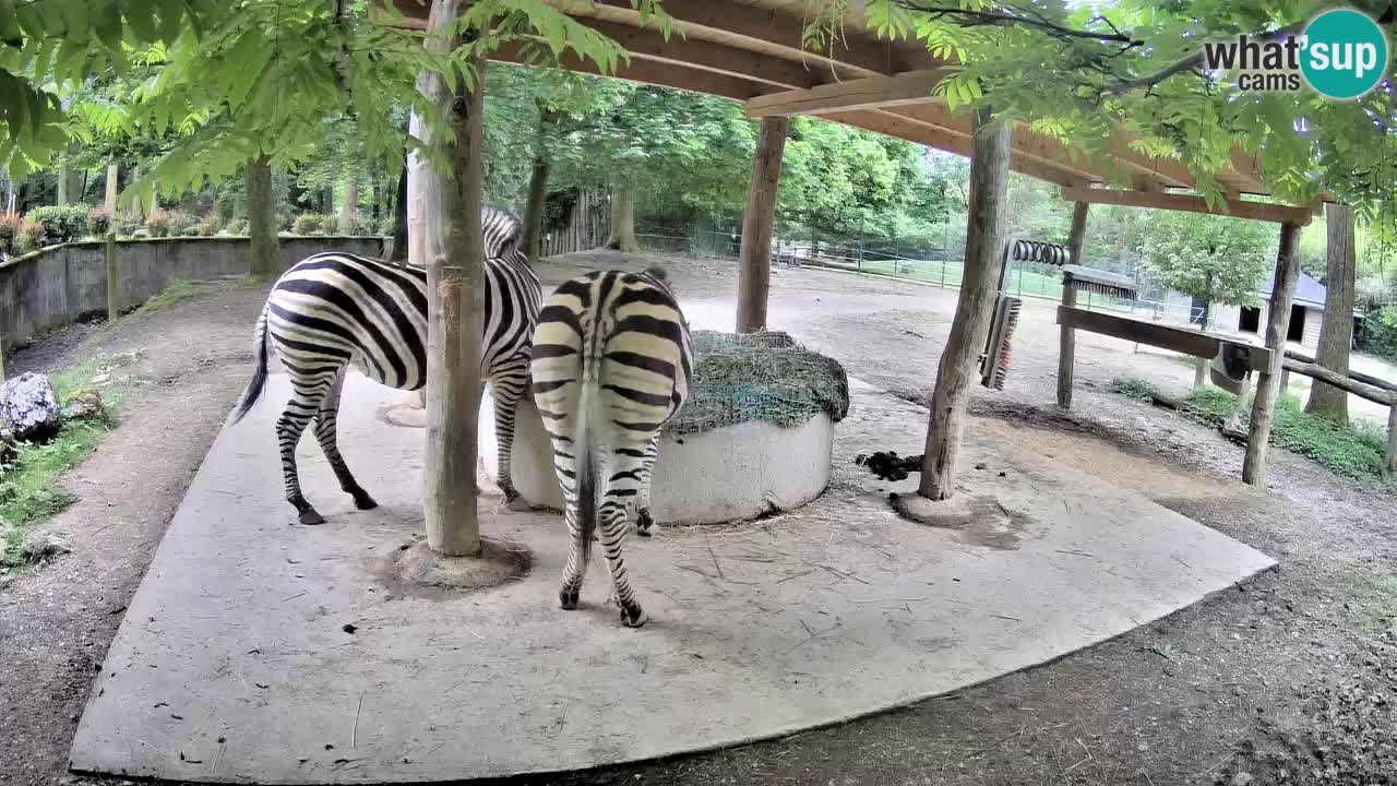 Live webcam Les zèbres in Ljubljana ZOO – Slovénie