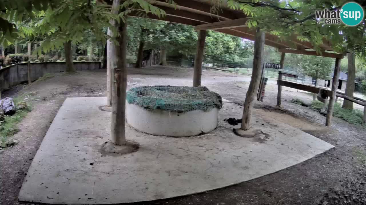 Live webcam Zebras in Ljubljana ZOO – Slovenia
