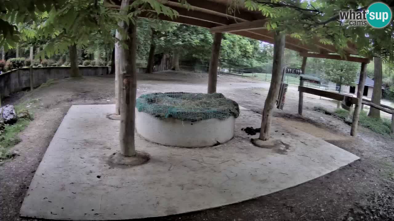 Camera en vivo Cebras in Ljubljana ZOO – Eslovenia
