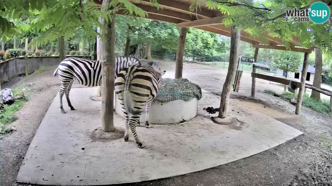 Live webcam Zebras in Ljubljana ZOO – Slovenia