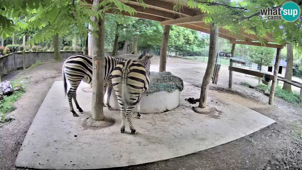 Live webcam Zebras in Ljubljana ZOO – Slovenia