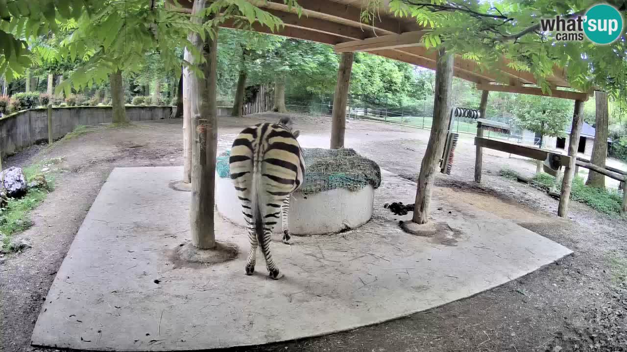 Live webcam Les zèbres in Ljubljana ZOO – Slovénie