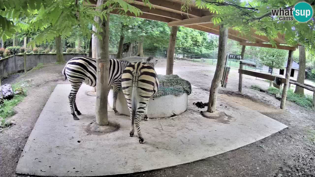 Live Webcam Zebras in Ljubljana ZOO – Slowenien