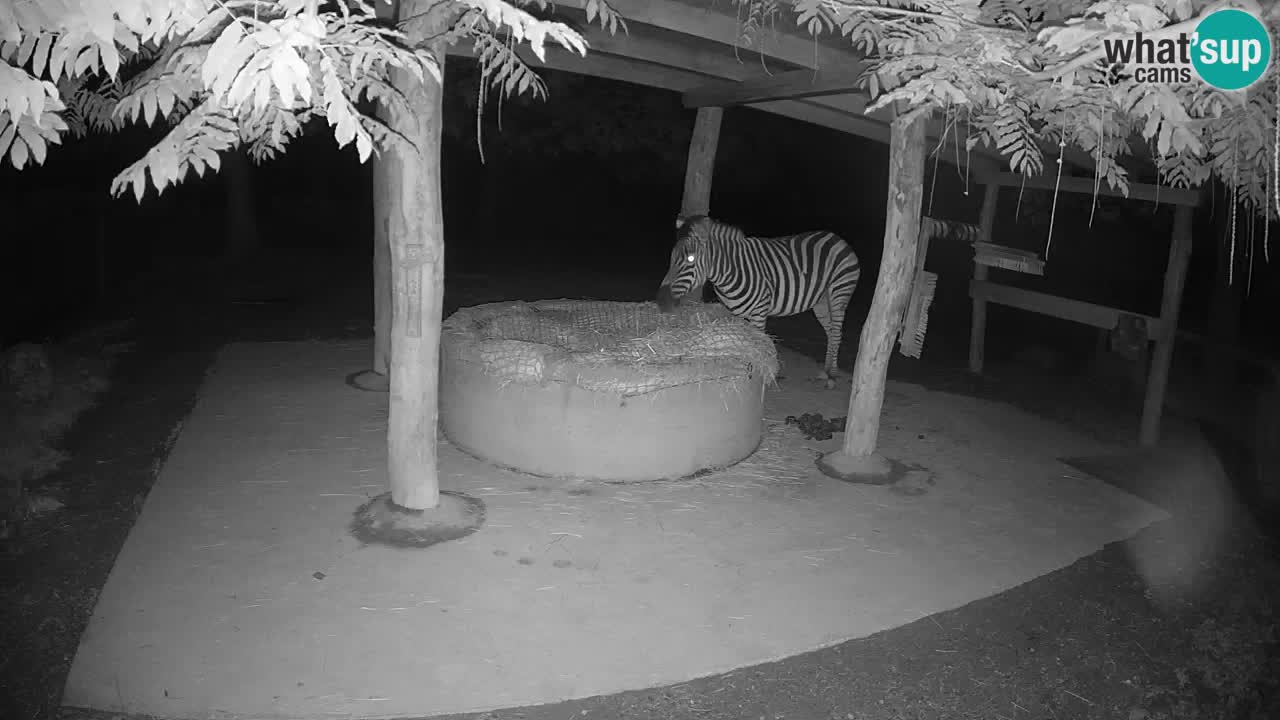 Camera en vivo Cebras in Ljubljana ZOO – Eslovenia
