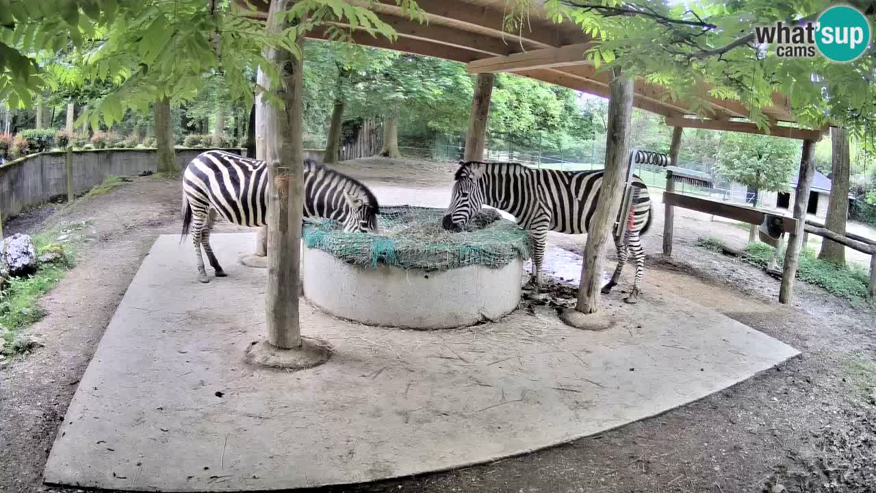 Web kamera uživo Zebras u ZOO Ljubljana – Slovenija