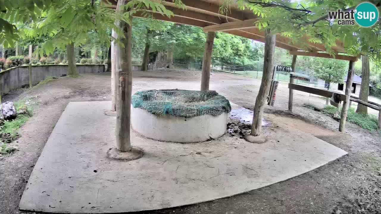 Live webcam Zebras in Ljubljana ZOO – Slovenia