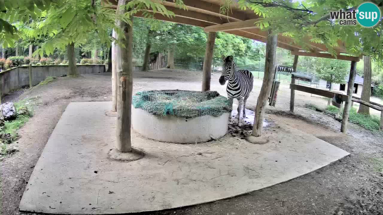 Live webcam Zebras in Ljubljana ZOO – Slovenia