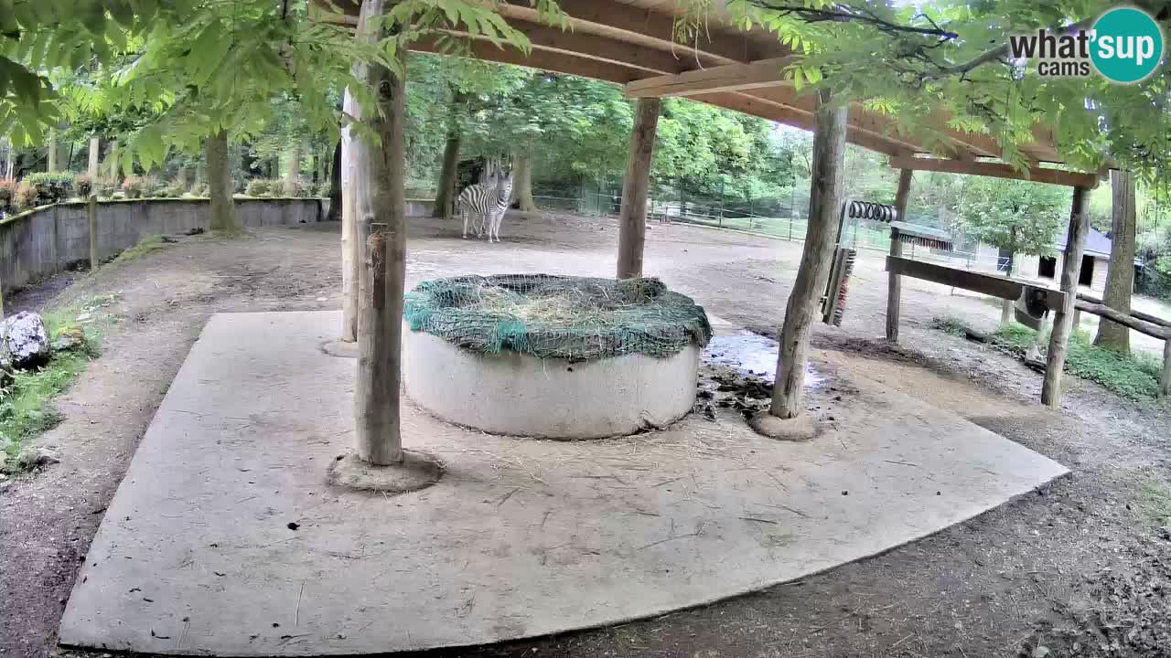 Live webcam Zebras in Ljubljana ZOO – Slovenia