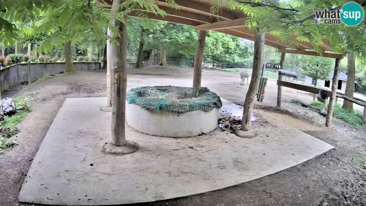 Zebre v živo v živalskem vrtu Ljubljana ZOO spletne kamere