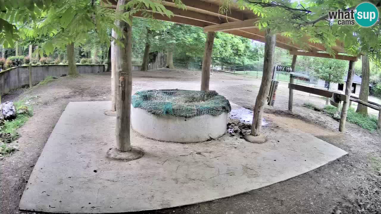 Le Zebre nello ZOO di Ljubljana – Slovenia Live webcam
