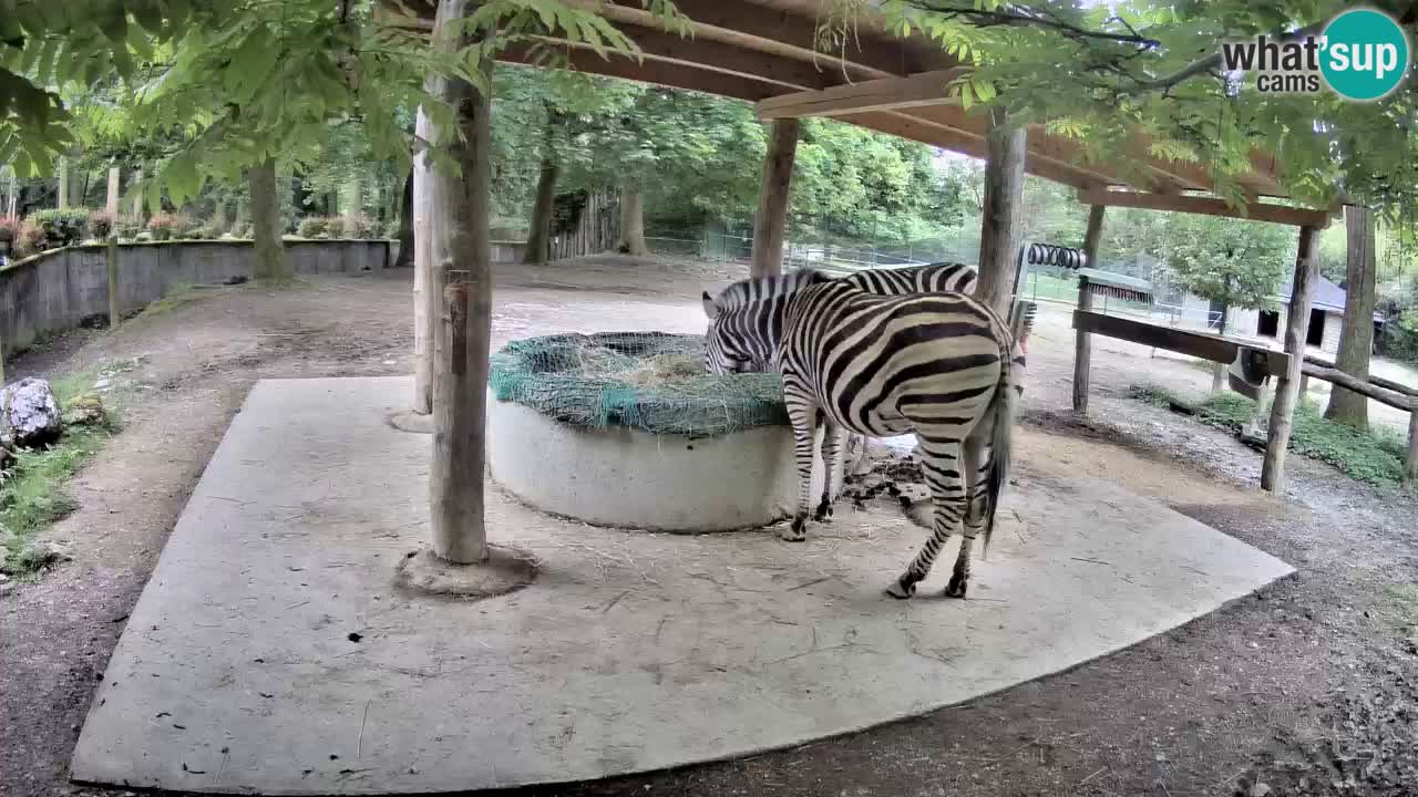 Live webcam Les zèbres in Ljubljana ZOO – Slovénie