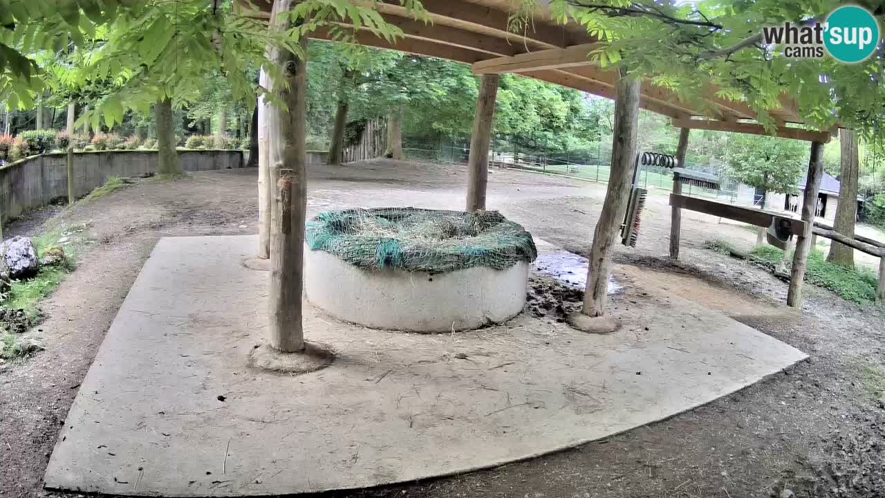 Camera en vivo Cebras in Ljubljana ZOO – Eslovenia