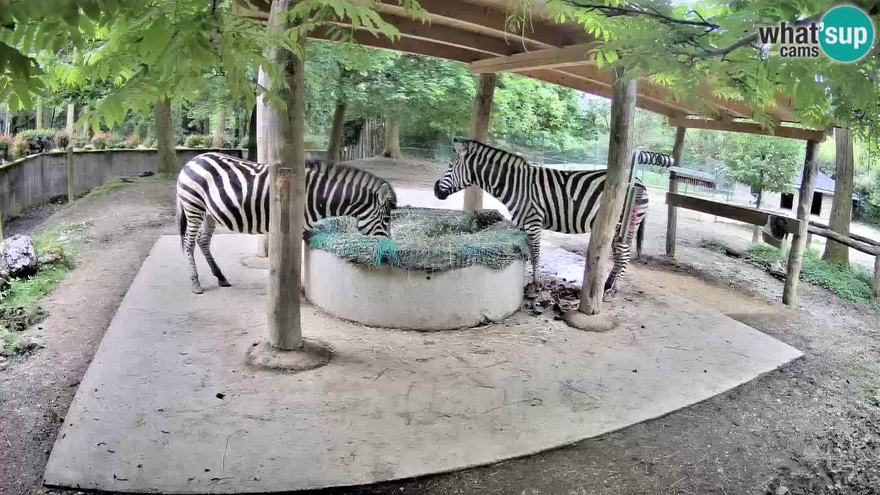 Live webcam Les zèbres in Ljubljana ZOO – Slovénie