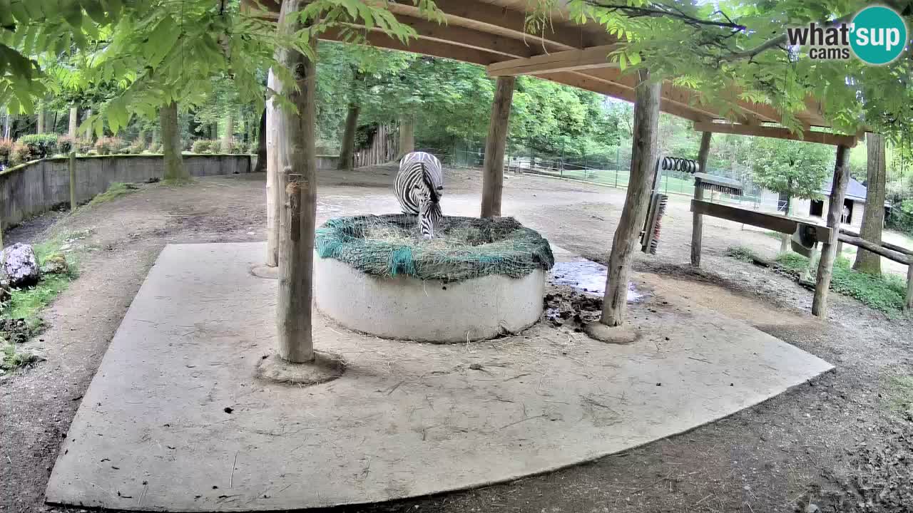 Zebre v živo v živalskem vrtu Ljubljana ZOO spletne kamere