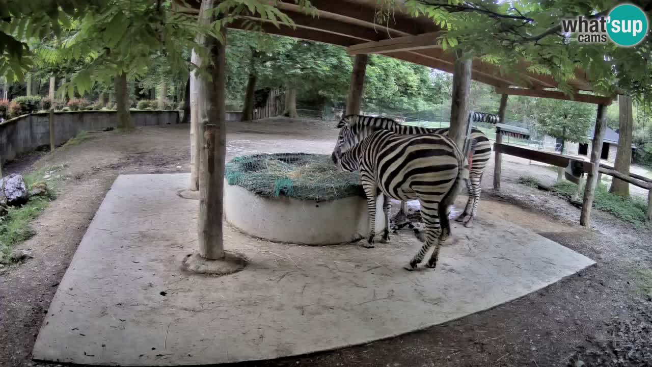 Live webcam Zebras in Ljubljana ZOO – Slovenia