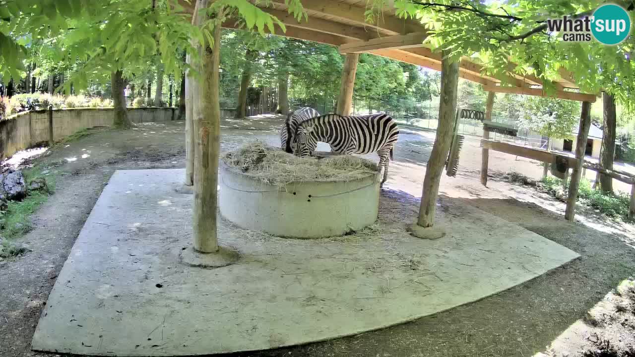 Live webcam Zebras in Ljubljana ZOO – Slovenia