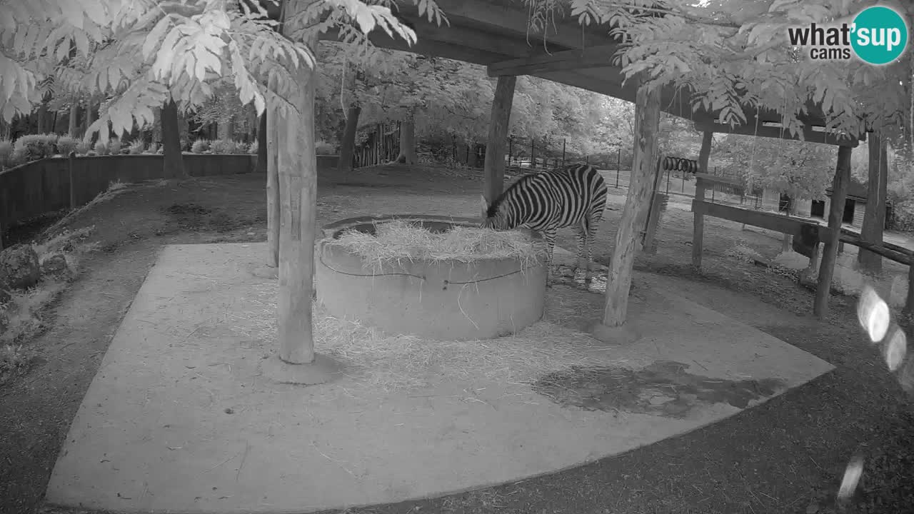 Live webcam Les zèbres in Ljubljana ZOO – Slovénie