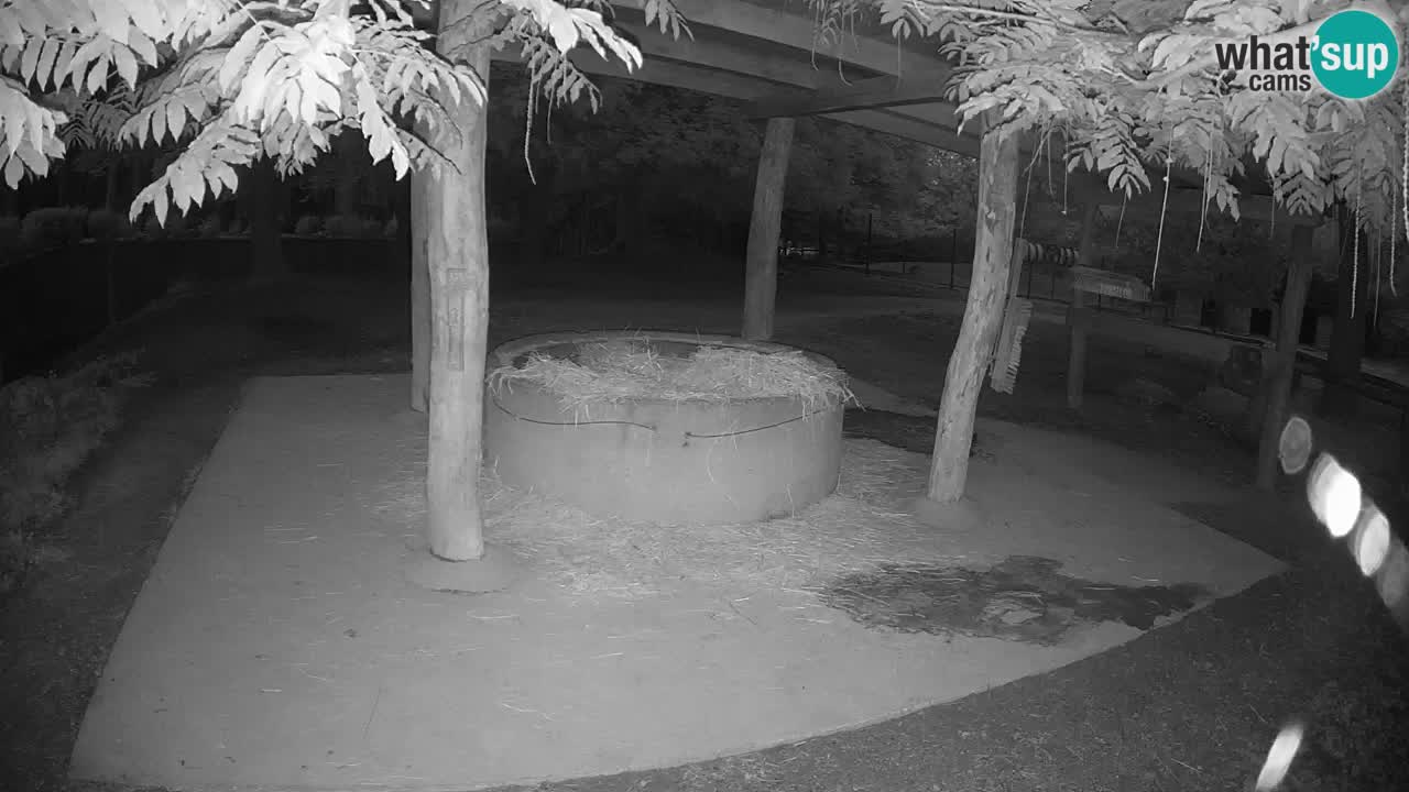 Live webcam Les zèbres in Ljubljana ZOO – Slovénie