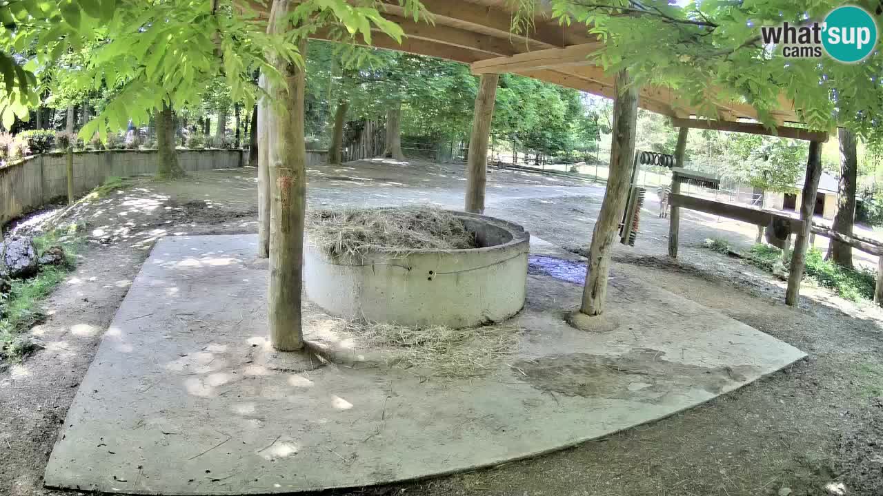 Camera en vivo Cebras in Ljubljana ZOO – Eslovenia