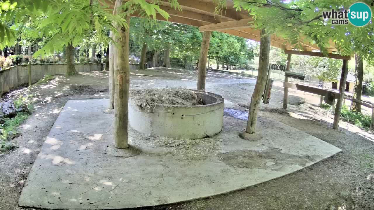 Le Zebre nello ZOO di Ljubljana – Slovenia Live webcam