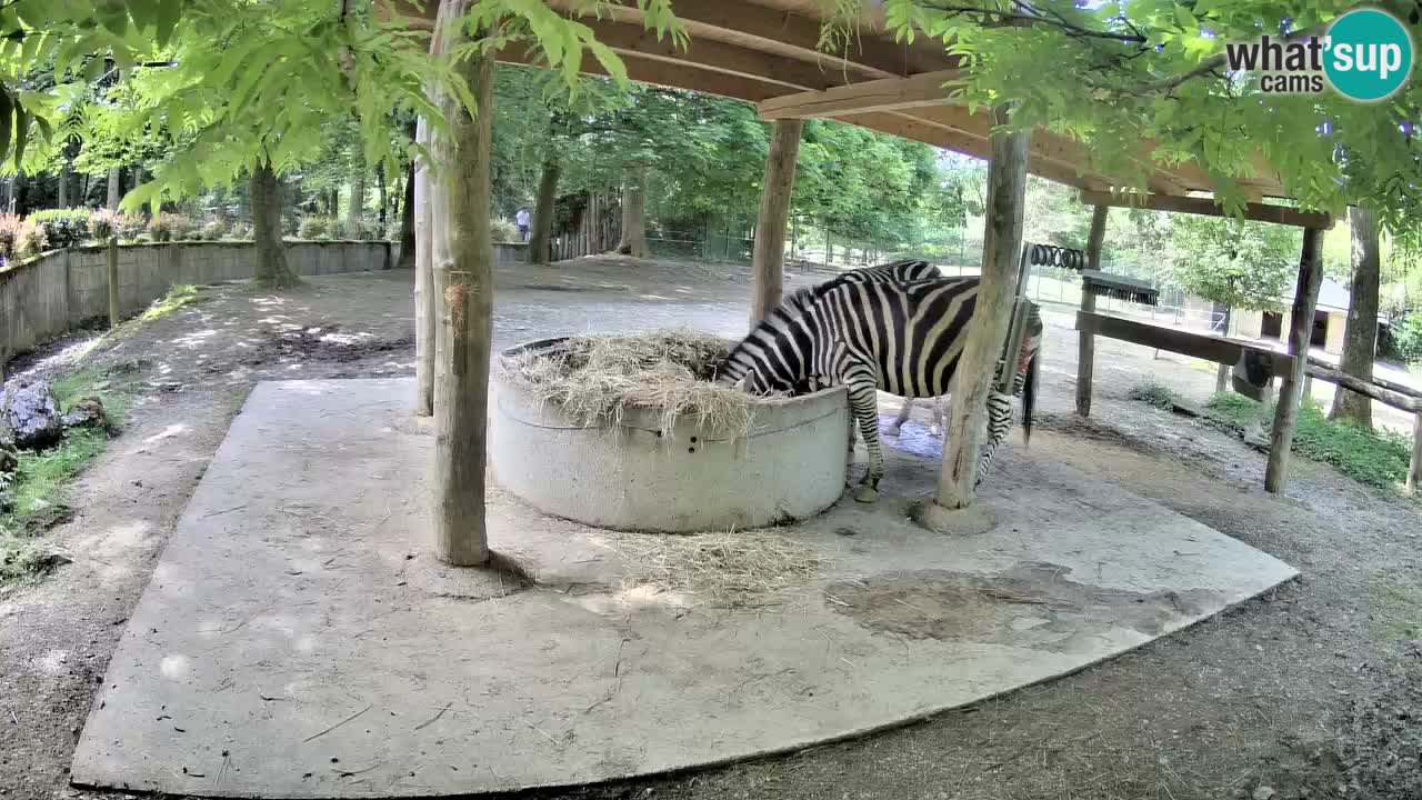 Live webcam Zebras in Ljubljana ZOO – Slovenia