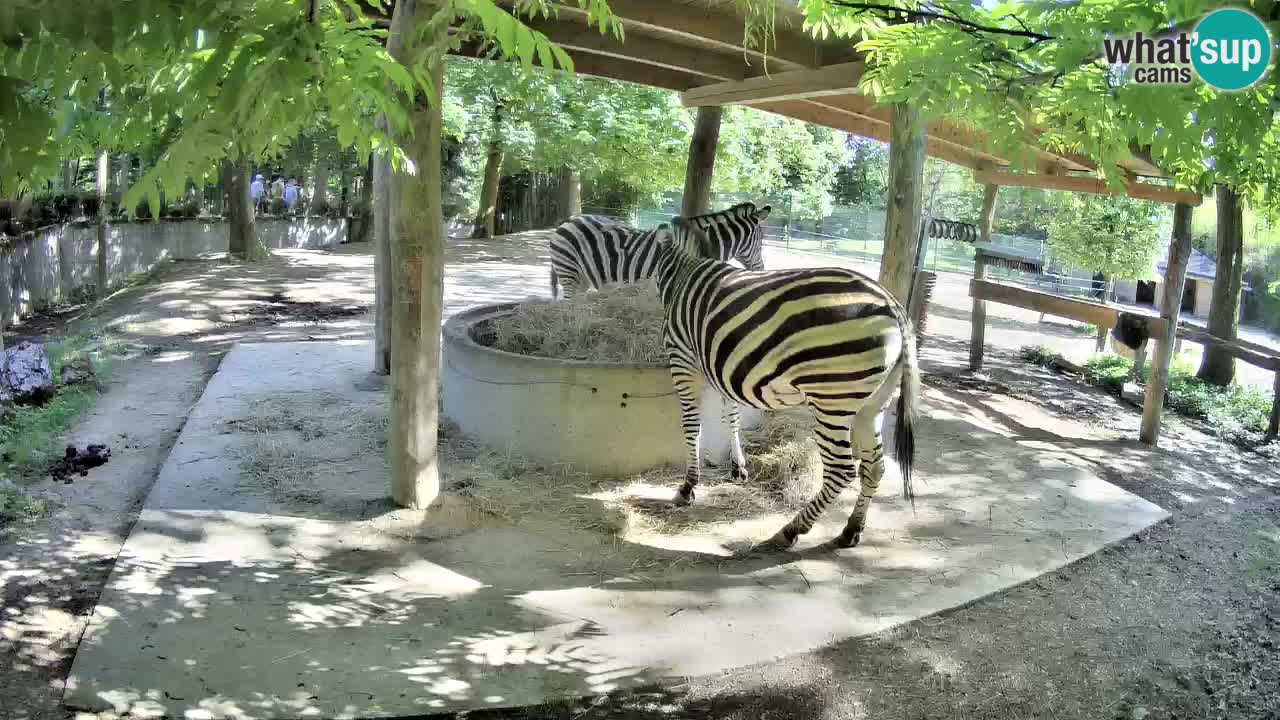 Web kamera uživo Zebras u ZOO Ljubljana – Slovenija