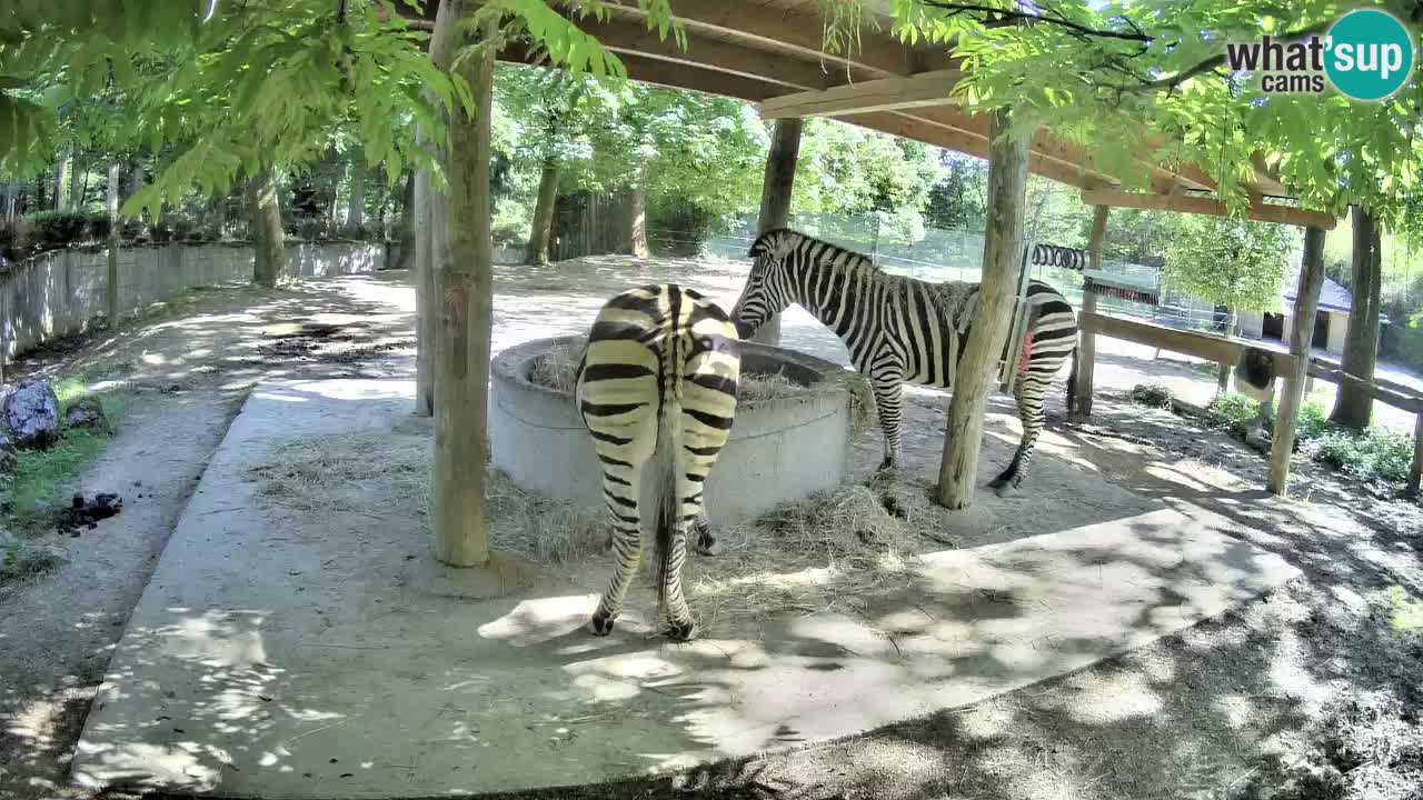 Le Zebre nello ZOO di Ljubljana – Slovenia Live webcam