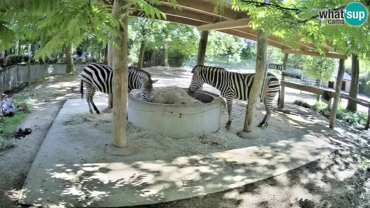 Live webcam Zebras in Ljubljana ZOO – Slovenia