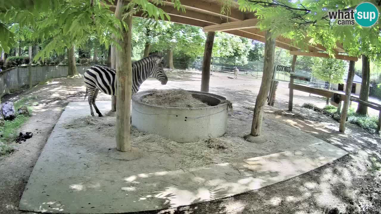 Live webcam Zebras in Ljubljana ZOO – Slovenia