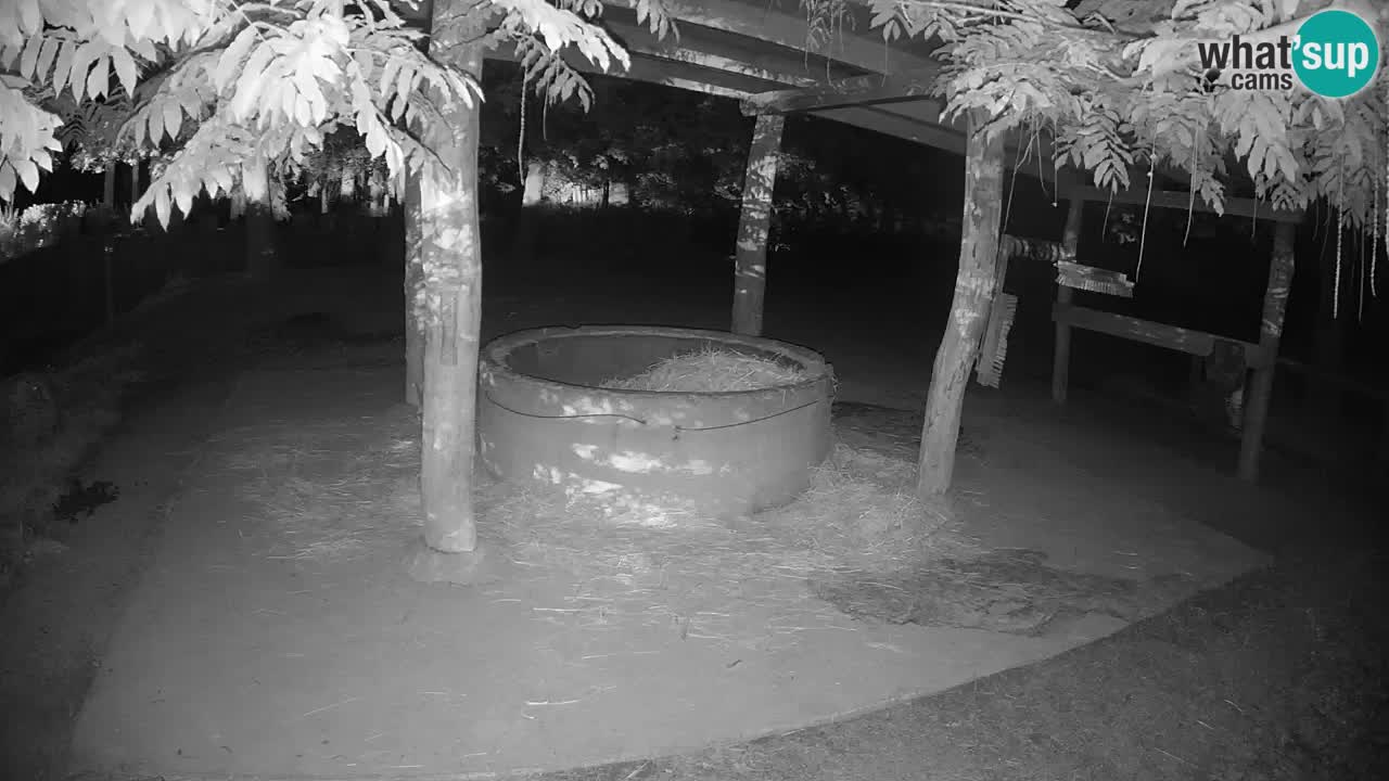 Le Zebre nello ZOO di Ljubljana – Slovenia Live webcam