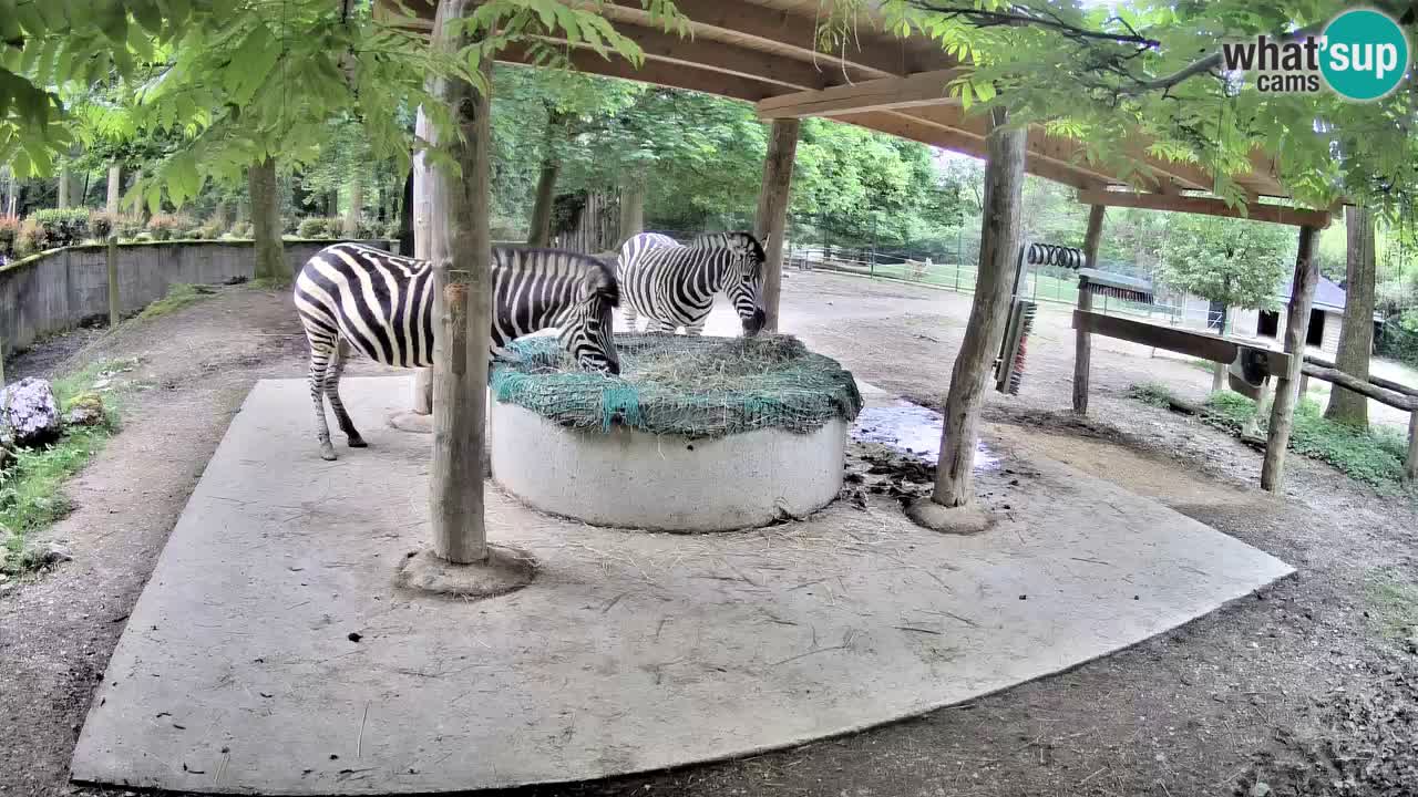 Live Webcam Zebras in Ljubljana ZOO – Slowenien