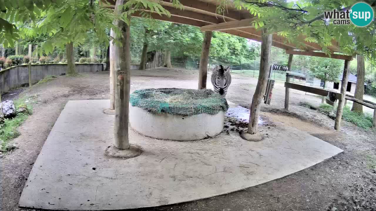 Live webcam Zebras in Ljubljana ZOO – Slovenia