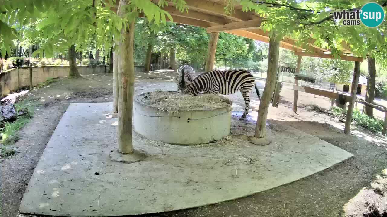 Live webcam Zebras in Ljubljana ZOO – Slovenia