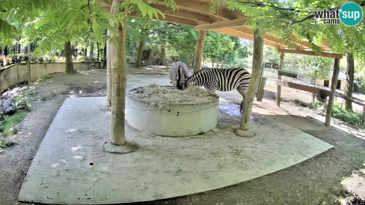 Live Webcam Zebras in Ljubljana ZOO – Slowenien