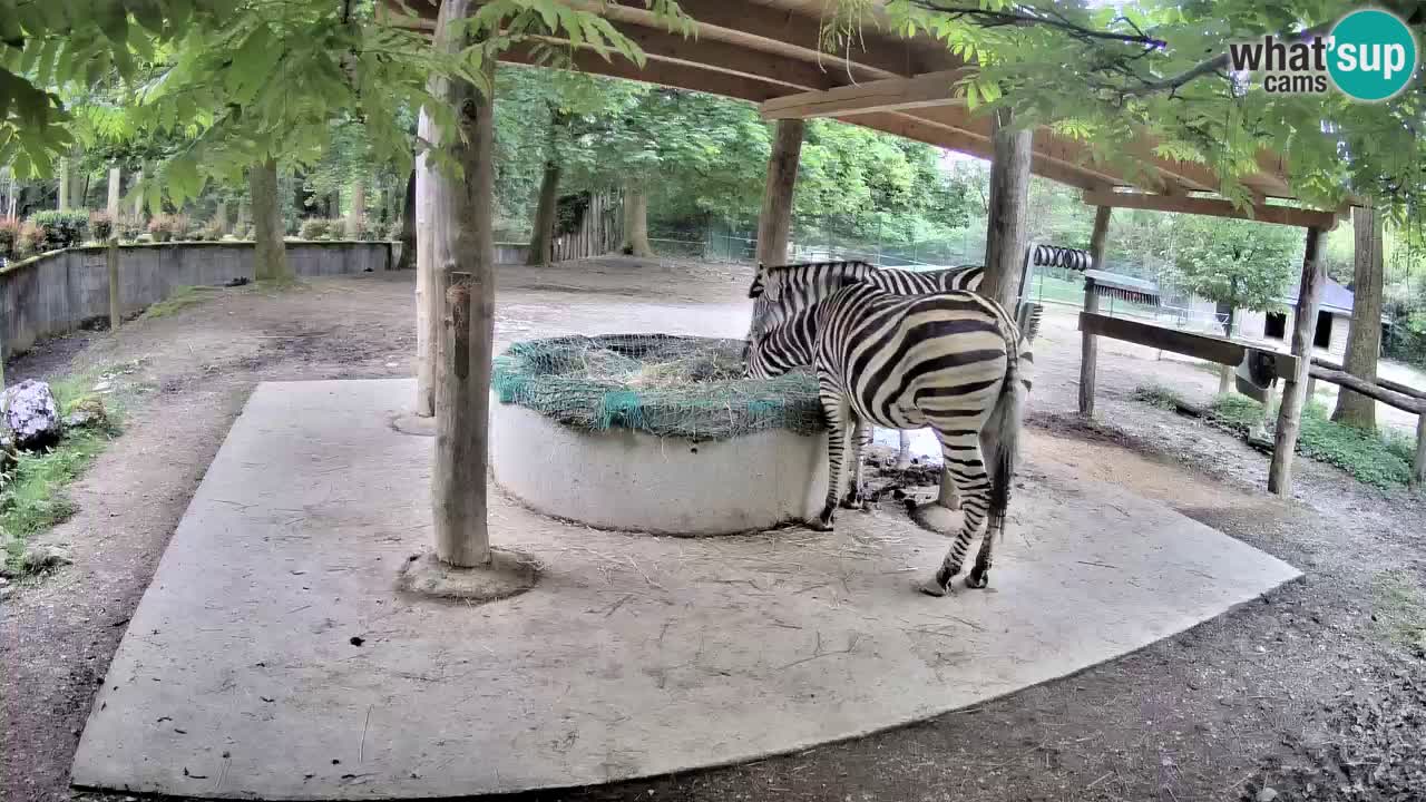 Zebre v živo v živalskem vrtu Ljubljana ZOO spletne kamere