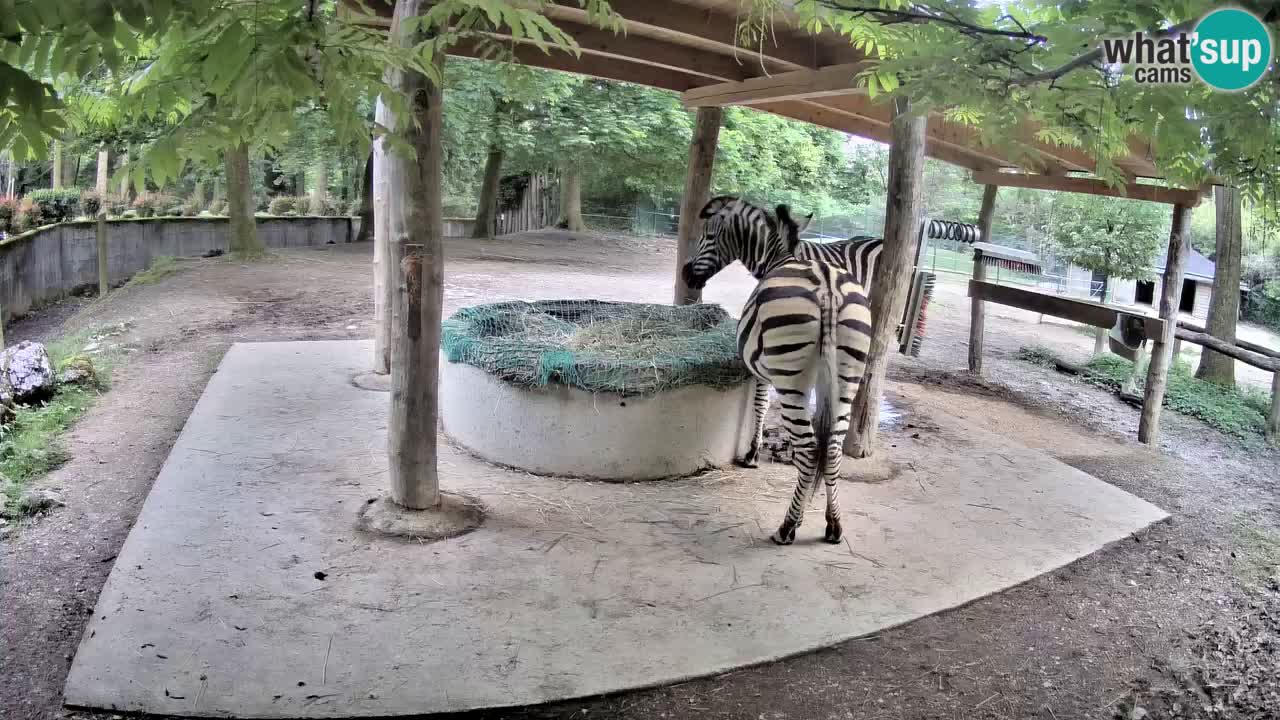Camera en vivo Cebras in Ljubljana ZOO – Eslovenia