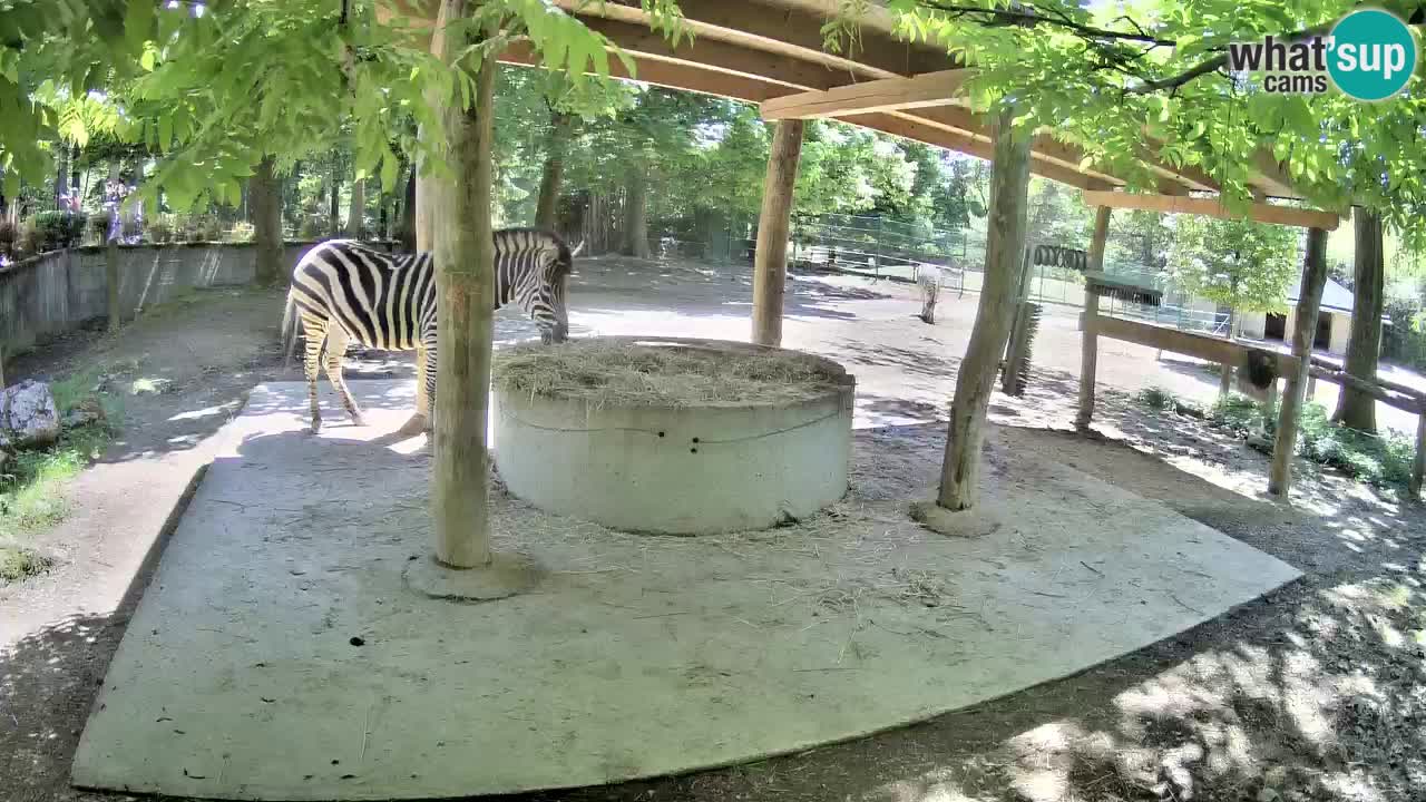 Web kamera uživo Zebras u ZOO Ljubljana – Slovenija