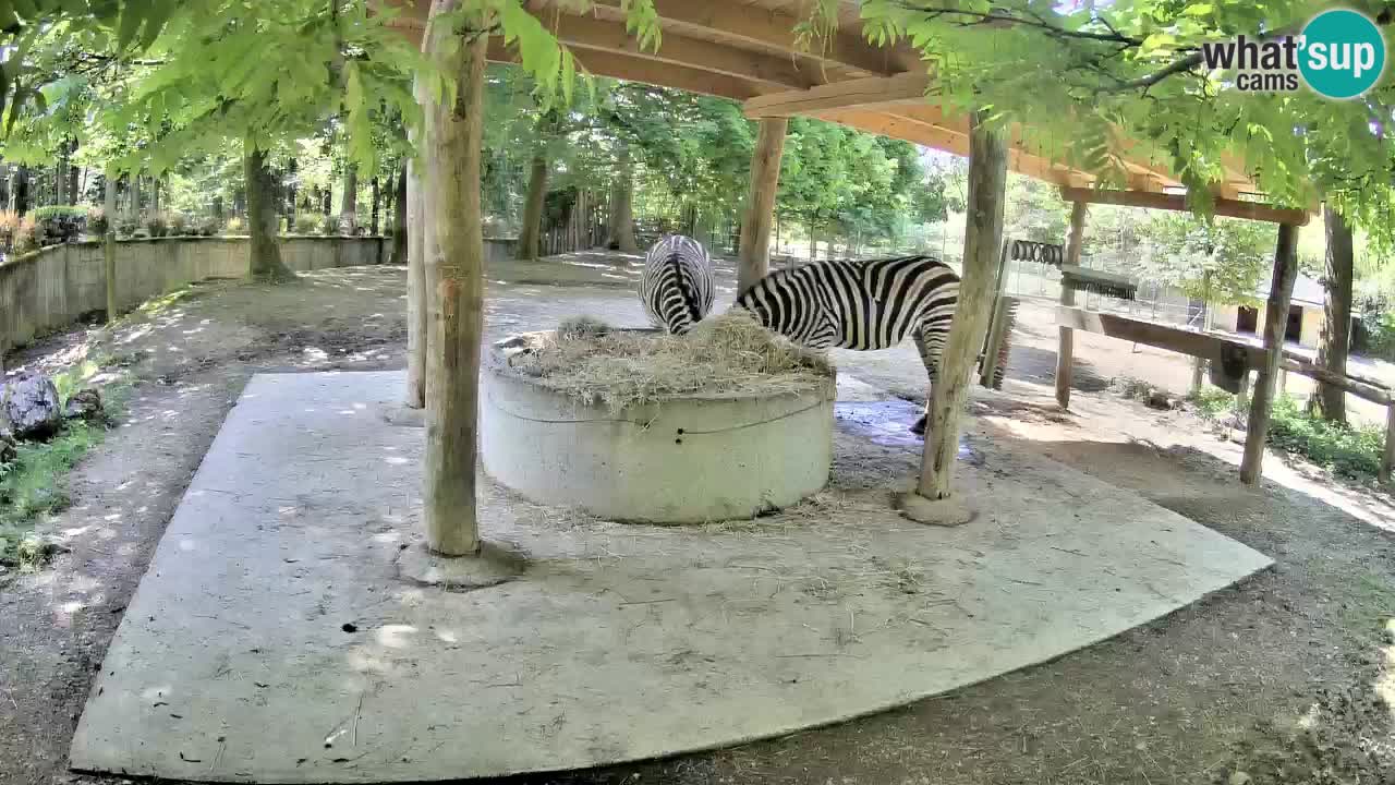 Live webcam Zebras in Ljubljana ZOO – Slovenia