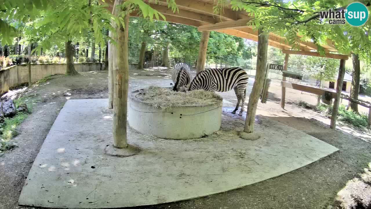 Live Webcam Zebras in Ljubljana ZOO – Slowenien