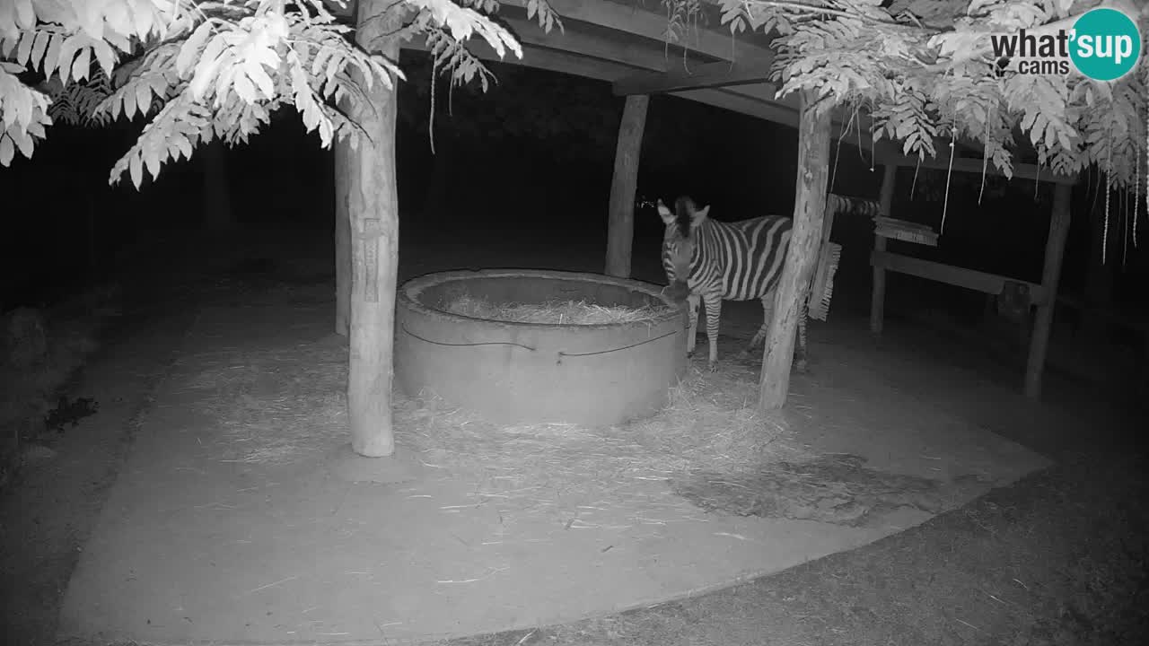 Camera en vivo Cebras in Ljubljana ZOO – Eslovenia