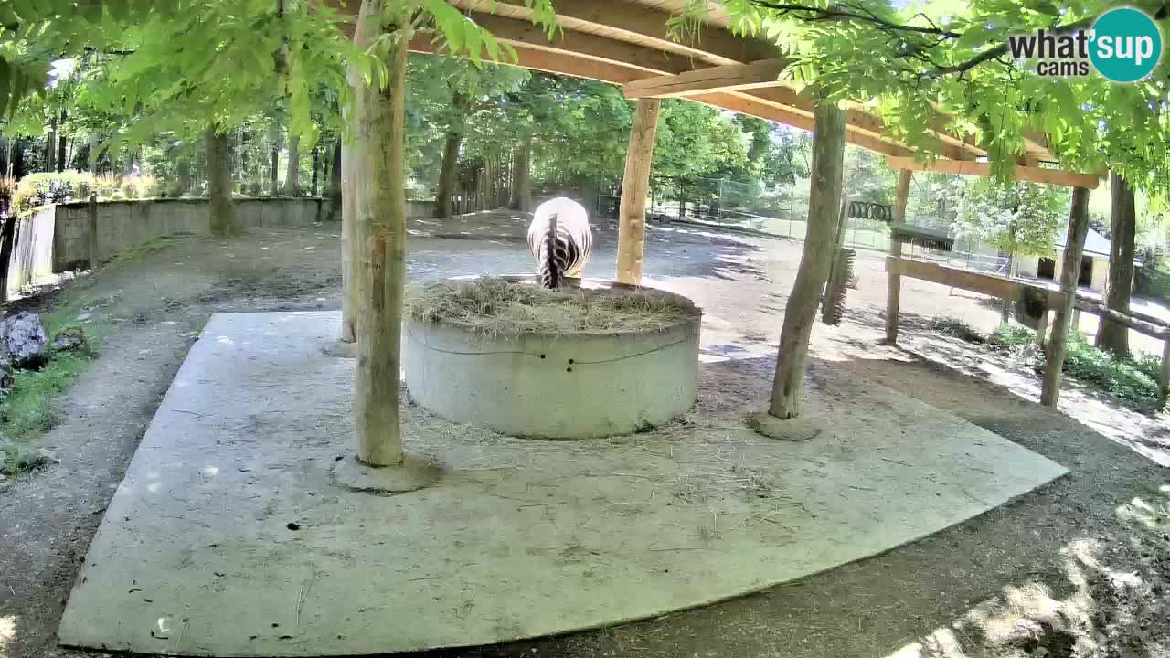 Web kamera uživo Zebras u ZOO Ljubljana – Slovenija
