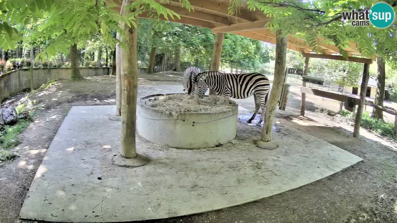 Le Zebre nello ZOO di Ljubljana – Slovenia Live webcam