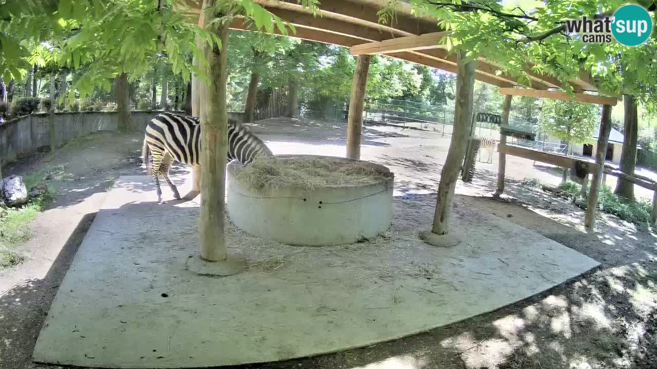 Live Webcam Zebras in Ljubljana ZOO – Slowenien