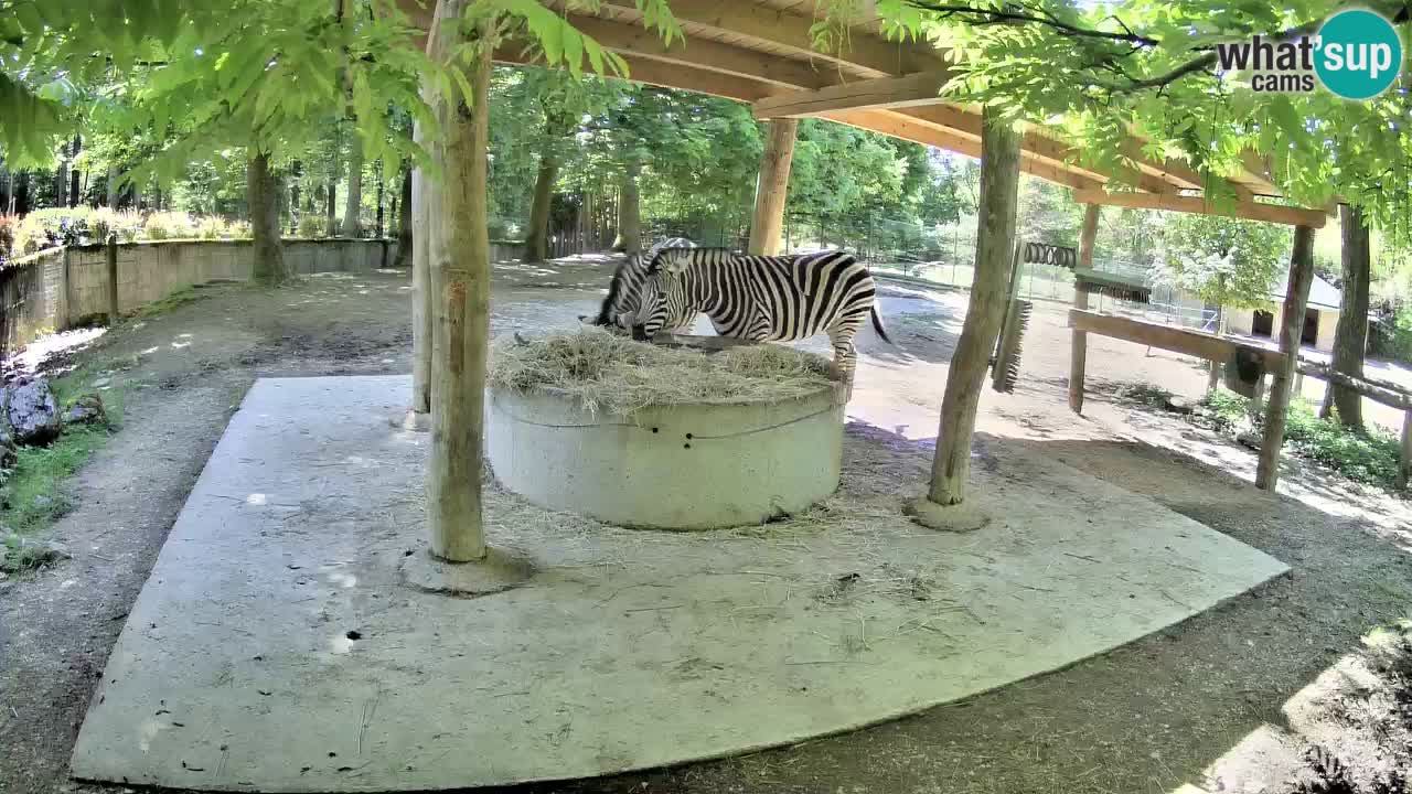 Live webcam Les zèbres in Ljubljana ZOO – Slovénie