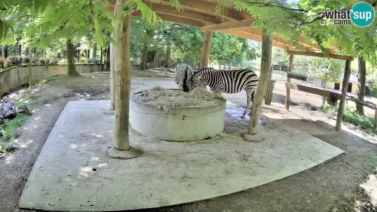 Web kamera uživo Zebras u ZOO Ljubljana – Slovenija