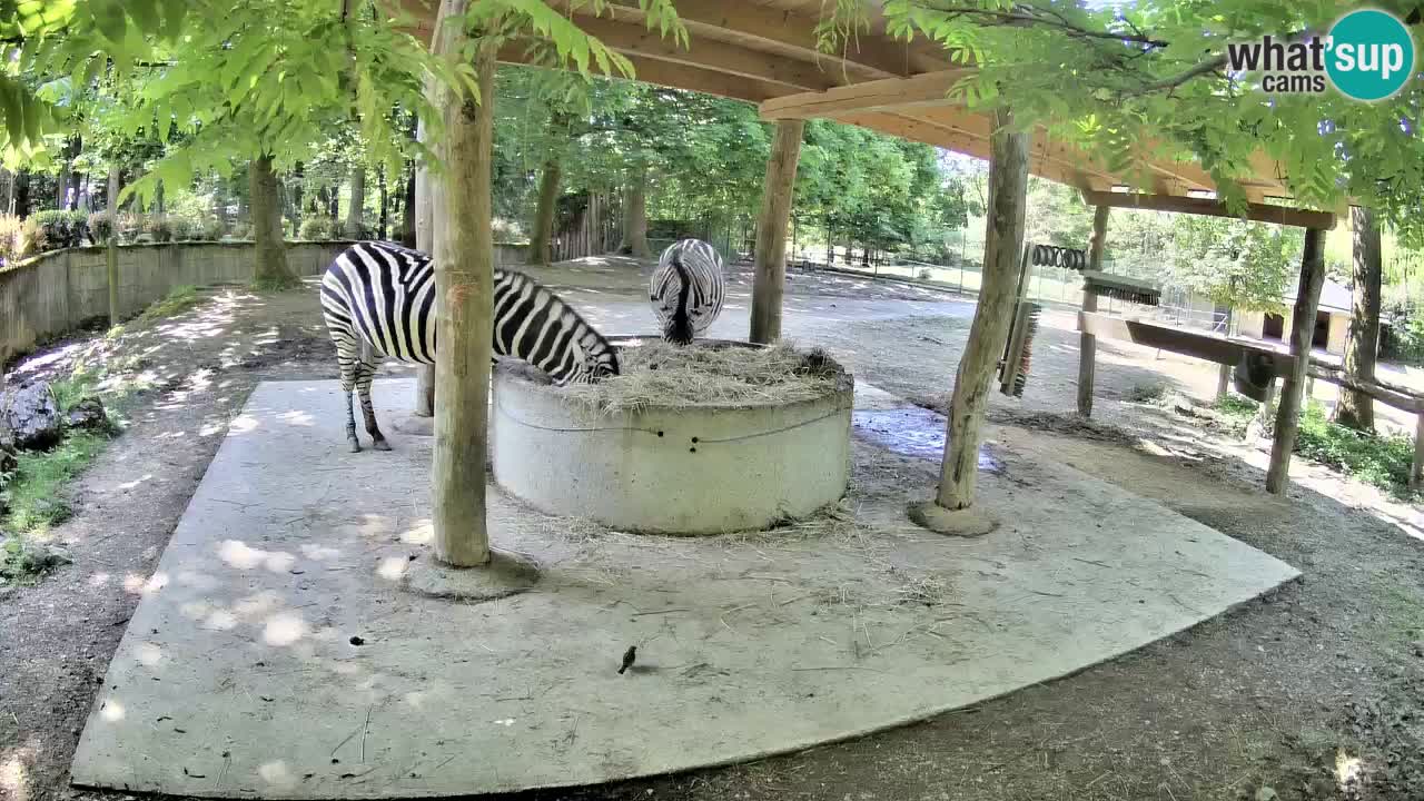 Camera en vivo Cebras in Ljubljana ZOO – Eslovenia